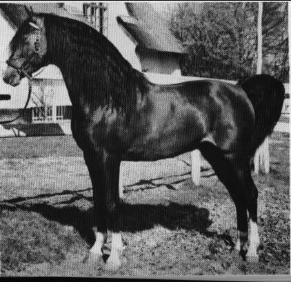 *Nizzam, a most significant sire in the Lewisfield breeding program from his importation until his death in 1970.
