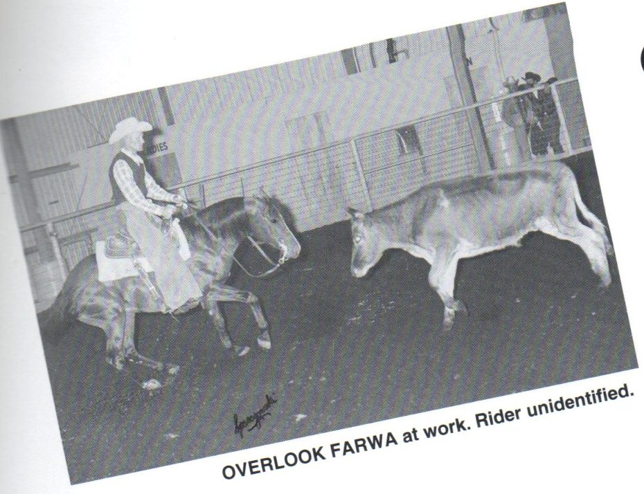 Overlook Farwa shown at work cutting cattle.