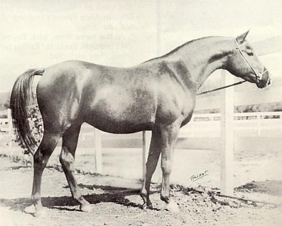 Rasraff (*Raffles x Rasmina by Shareer) - 1942 chestnut stallion