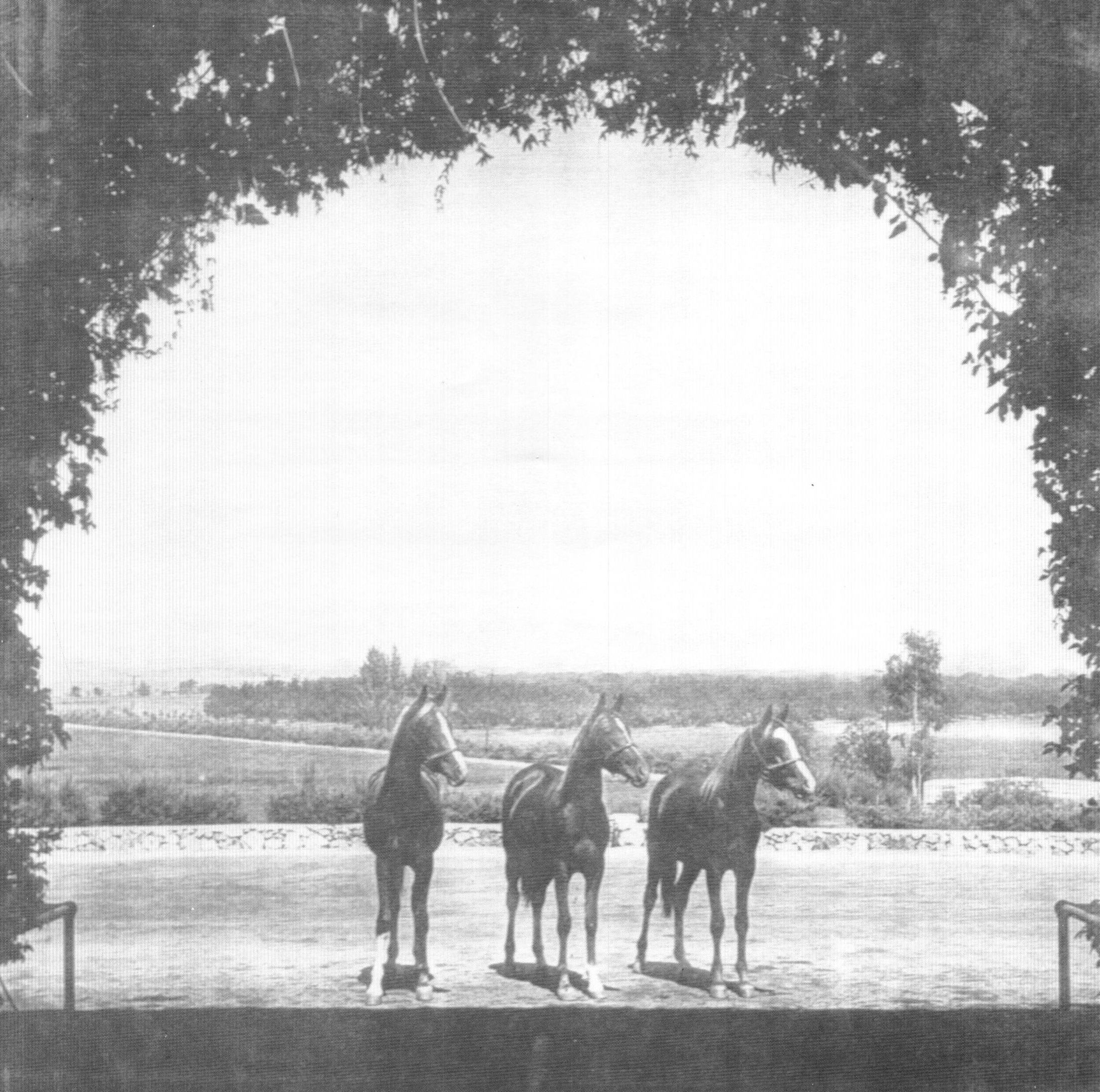 (Left to Right) Rifnada 836, Danas 842, and Ferdas 841. This photograph was taken from the entrance to the Kellogg stables; the horses are shown standing in the parking lot.