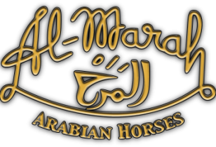 Al-Marah Arabian Horses logo