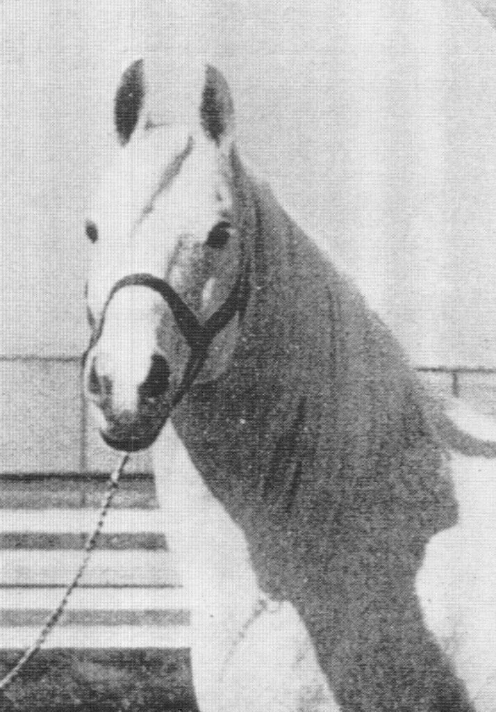 Ronek 807 included in the WK Kellogg Arabian Horse Ranch article by Carol Woodbridge Mulder originally published in the Crabbet Influence magazine and shared on Crabbet.com
