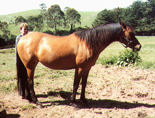 Clarendon Karla (Simsaar x Silver Seraph) 1991 bay mare at Clarendon Arabian Stud. Article originally published in the Crabbet Influence magazine, and shared here at Crabbet.com