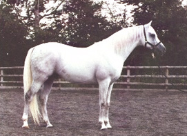 Imad (Golden Cavalier x Ivory Wings) 1985 gray Arabian stallion at Coed-y-Foel Arabians. Georgia Cheer photo. Article originally published online here at Crabbet.com