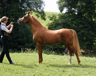 The Prince of Orange (Roxan x Corn Marigold) shown here at age 26. Catherine Williams handler. Article originally published here online at Crabbet.com