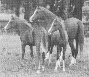 Fana with twin filly foals by Kapron (by Aswan). AHSnews photo.