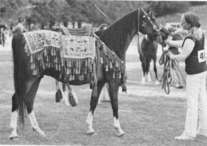 Farosa, winner of the Princess Muna Saddle of Honour 1984. Sweet photo.