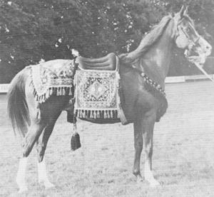 Gleaming Gold (Indian Gold x Risira) shown at age 19, winner Princess Muna Saddle of Honour and Veteran class