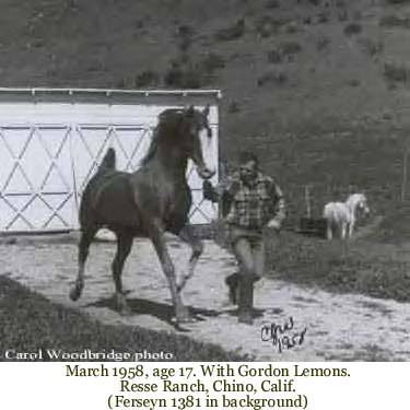 Abu Farwa age 17, handled by Gordon Lemons at the Reese Ranch (Ferseyn in the background).