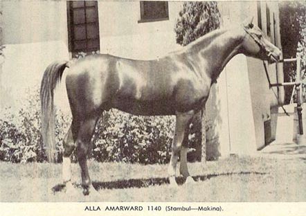 Alla Amarward 1140 (Stambul x Makina) chestnut stallion
