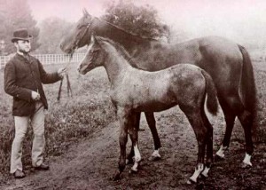 Dajania pictured with foal (Nefisa) another important Crabbet bloodline foundation mare