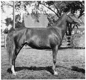 The Davenport-Arabian, “Fasal,” is known by nearly every Arabian breeder in America. There are no Muniqi among any of her ancestors.