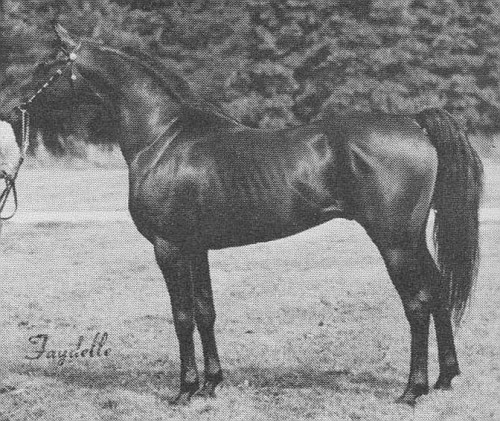 Lewisfield Nizzor++ champion stallion produced by the Lewisfield breeding program. Twice U.S. Top Ten Western Pleasure & East Coast Top Five Stallion. Faydette photo.