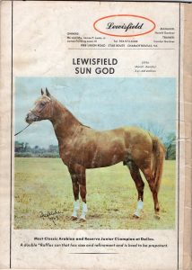 Lewisfield Arabians ad featuring a young Lewisfield Sun God.