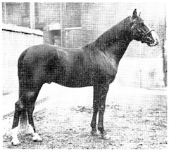 The great-grandmother of the Blunt-Arabian, “Nuri Sherif”(above), was Blunt’s mare, “Wild Thyme,” whose pedigree says: “Said to be a Kehileh El-Fidawi, bred by the Baggara tribe.”