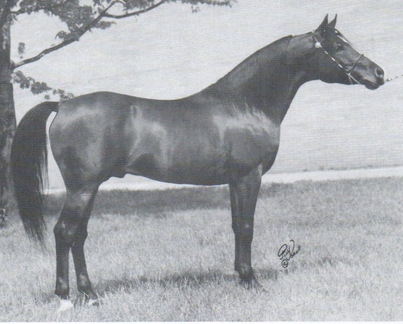 Overlook Farwa (Abu Farwa x Al Marah Zaibaq). Polly Knoll photo.