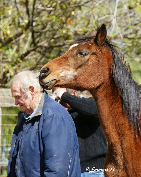Pete with Gai Chablis (Gai Danizon x Eloquent) - 30 year old mare. Christine Emmert photo.