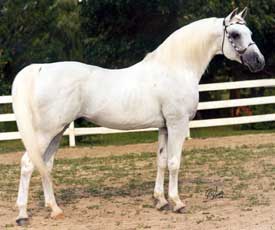 Rafferty 8658 (*Raffles x Masrufa, by Rasraff) 1953-1976 grey stallion bred by Alice Payne