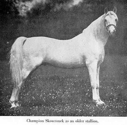 Skowronek shown as an older stallion.