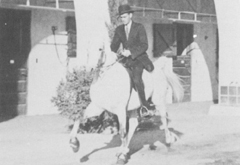 *Raseyn racking, Charles Smith up. Photo taken in the stable patio, W. K. Kellogg Arabian Horse Ranch. 