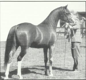 Aurabba (Ben Rabba x Nareena), 1980 chestnut stallion Junior Champion Stallion at the UK Nationals, 1985