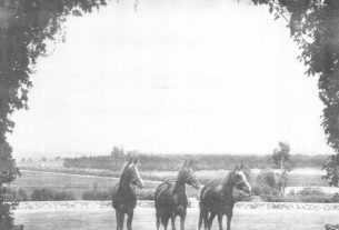 (Left to Right) Rifnada 836, Danas 842, and Ferdas 841. This photograph was taken from the entrance to the Kellogg stables; the horses are shown standing in the parking lot.