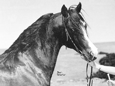 AKHU (1970) bay stallion (Remembrance x Kai) A winning show horse under saddle and champion sire in Australia. A straight Crabbet with 3 lines to Riffal. Pat Slater photo. Part of the Queen of Sheba and Azrek article originally published in the Crabbet Influence magazine and shared here at Crabbet.com