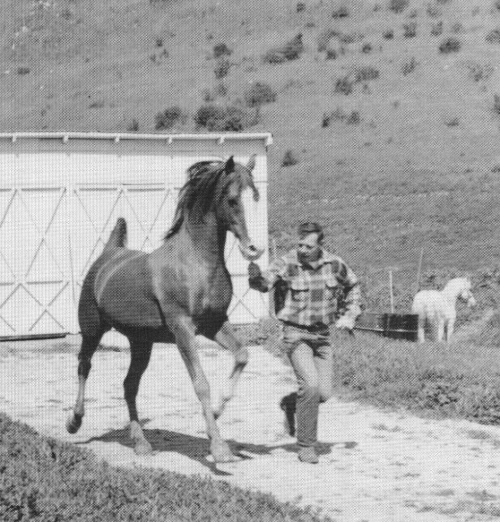 Abu Farwa 1960. March 1958, age 17. With Gordon J. Lemons. Ferseyn 1381 in background. At the H.H. Reese Ranch, Chino, California. Carol Woodbridge Mulder photo from her article originally published in the Crabbet Influence magazine and shared here on Crabbet.com