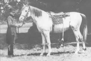 Azrek GSB 70 (A Saqlawi Jidran DB). Grey stallion purchased in the desert in the spring of 1887 and imported to England in 1888.