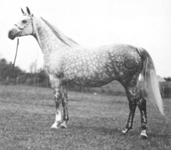 GWEN (Orbit x Al Marah Dathyna) Legion of Merit 1974, numerous championships in Mare halter, English pleasure and park horse. From Jim Robbins interview originally published in the Crabbet Influence magazine, shared here on Crabbet.com