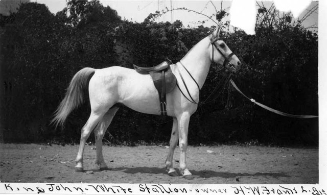 *King John, photo from Bill Cooke used in the WK Kellogg Arabians Horse Ranch article about the imported Arabian horses, *King John and *Malouma, by Carol Woodbridge Mulder on Crabbet.com. Originally printed in the Crabbet Influence magazine.