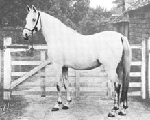 NEJIBA (1892) (Azrek DB x Nefisa) gray mare. This Azrek daughter has no descent today although her bay brother Nejran survives through his daughter Rish. Photo from The Crabbet Arabian Stud, et al. Part of the Queen of Sheba and Azrek article originally published in the Crabbet Influence magazine and shared here at Crabbet.com