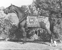 PERSIMMON (St Simon x Kazra by Mikeno) inherits his type from the Berk daughter Safarjal, foundation mare of the Courthouse Stud. Part of the Queen of Sheba and Azrek article originally published in the Crabbet Influence magazine and shared here at Crabbet.com