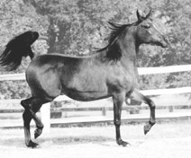 SERR HALIMA (1972) (Ansata Ibn Halima x Serrasab) bay mare. A straight Egyptian mare who inherits color and type largely from her five lines to the Crabbet stallion Sotamm, via Nazeer and the Babson imports. Part of the Queen of Sheba and Azrek article originally published in the Crabbet Influence magazine and shared here at Crabbet.com