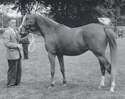 Silent Wings 1957 Junior Female Champion. Bred by Lady Wentworth. Photo from 40 Years of British Arab Horse Champions by Deidre Hyde. Part of the Silent Wings article by Kat Walden, originally published in the Crabbet Influence magazine and shared here at Crabbet.com