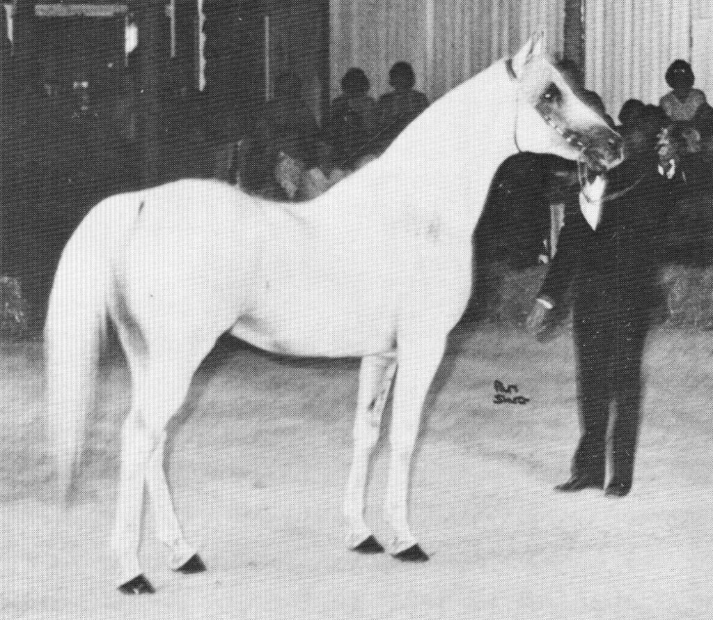 The Puritan (imp) owned by Ralvon Stud, Australia. Photo from Jacquie Beckett article for the Crabbet Influence magazine, shared here on Crabbet.com