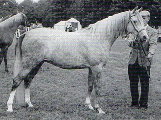 The mare Yemama (Indian Magic x Silent Wings) foaled in 1959. She won 1962 Junior Female Champion. Photo from 40 Years of British Arab Horse Champions by Deidre Hyde. From the Silent Wings article by Kat Walden originally published in the Crabbet Influence magazine and shared here at Crabbet.com