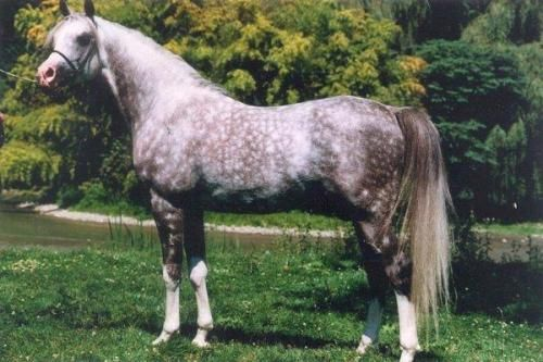 The stallion Magic Domino (Ludomino x Hamsfah) owned by Coniagas Ranch in B.C. Canada. From the Silent Wings article by Kat Walden, originally published in the Crabbet Influence magazine and shared here on Crabbet.com