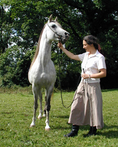 Da Vinci (Crusader x Mazourka) grey stallion. Article originally published online at Crabbet.com