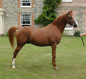 Imperial Star (Nefeuret x Sadah by Hanif) stallion at Imperial Arabian Stud. Article originally published here at Crabbet.com