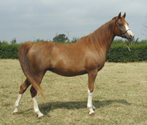 Imperial Starset (Kasadi x Luretta) 1992 chestnut mare. Georgia Cheer photo, 2001. Article originally published here at Crabbet.com