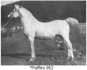 *Raffles, grey Arabian stallion bred by Crabbet Stud in the UK and imported to the United States by Roger Selby in 1932. Crabbet.com article