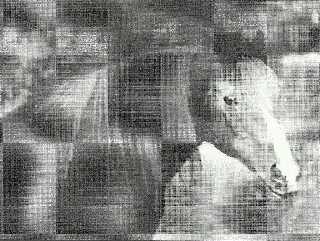 Roh Beta Gulastra at age 31. Robbi Pruitt photo. From the Karen Paolo article about Roh Beta Gulastra originally published in the Crabbet Influence and shared here at Crabbet.com