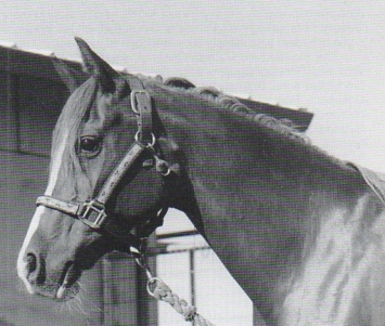 Rowdi Sorcerer (Antezeyn Skowronek x Grand Sloopy) at age 14, the last siring son if Antezeyn Skowronek at the time of publication. Article originally published in the Crabbet Influence magazine, and shared here on Crabbet.com