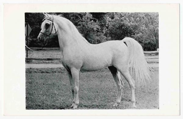 *Silver Vanity, grey Arabian stallion bred at Crabbet Stud in the UK and imported to America by Bazy Tankersley and Charles Prange in 1962. Crabbet.com article