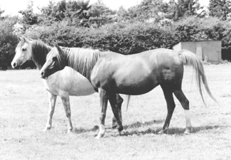 The Star Arabians mares Star Bint Aurora and Crystal Sunset. Article originally published online here at Crabbet.com