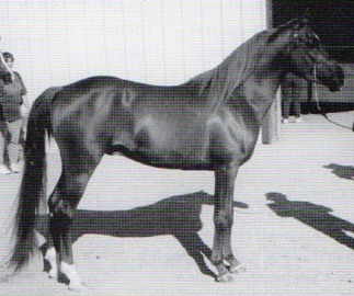 Belesemo Zaahar (Belesemo Magic x ZA Zaahde Ladyhawk) at the 1997 Idaho Arabian Breeders Country Classic Horse Show. Article originally published in the Crabbet Influence magazine, and shared here at Crabbet.com