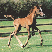2000 Arabian foal bred by Klinta Arabians. Article originally published here at Crabbet.com