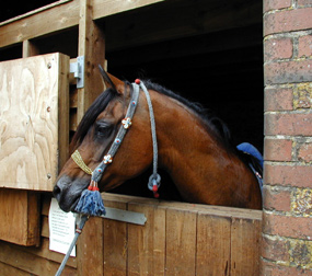 Hawk Moth (Argos x Sapphire Blue) head study of the Combe Farm foundation stallion. Article originally published online here at Crabbet.com