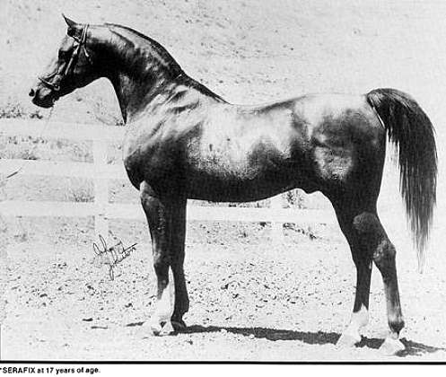 Arabian stallion, *Serafix, at 17 years of age.